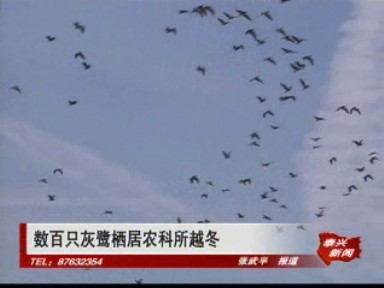 數(shù)百只灰鷺棲居農(nóng)科所越冬