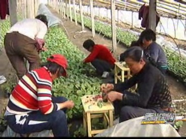 新街農(nóng)業(yè)園區(qū):大棚茄子嫁接忙