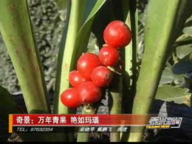 奇景:萬年青果 艷如瑪瑙