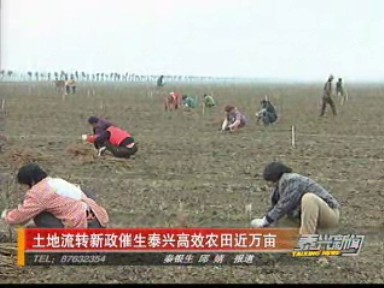 土地流轉(zhuǎn)新政催生泰興高效農(nóng)田近萬畝