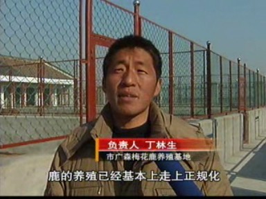 丁林生:新年擴(kuò)大養(yǎng)殖規(guī)模