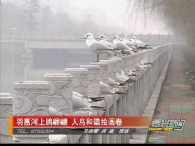 羽惠河上鷗翩翩 人鳥和諧繪畫卷