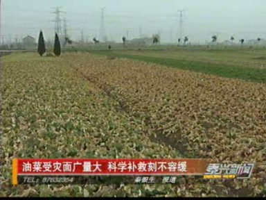 油菜受災(zāi)面廣量大 科學(xué)補(bǔ)救刻不容緩