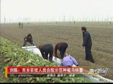 劉陳:市鄉(xiāng)農(nóng)技人員合股示范種植馬鈴薯