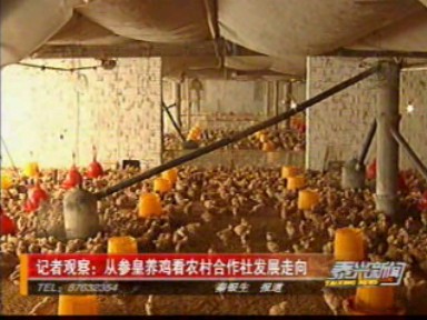 記者觀察:從參皇養(yǎng)雞看農(nóng)村合作社發(fā)展走向