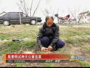 殷黎明試種無公害韭菜